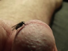 fun with the fly 16 HD video