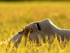 Out in the Meadow (Close Up)