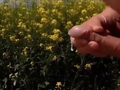 SandrotheBest public outdoor cumshot yellow fields