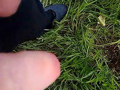 ant
