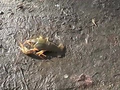 Crush crawdad walkover